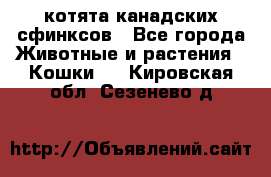 котята канадских сфинксов - Все города Животные и растения » Кошки   . Кировская обл.,Сезенево д.